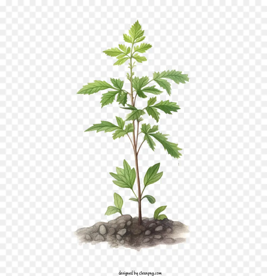 Retoño Botánico，Planta PNG