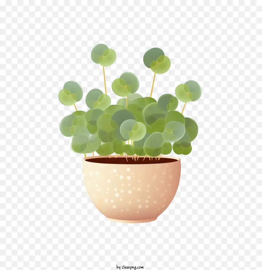 Planta Pilea，Planta En Maceta PNG