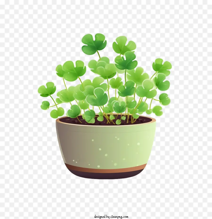 Planta Pilea，Olla PNG