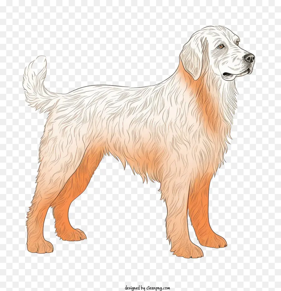 Perro，Lobo PNG