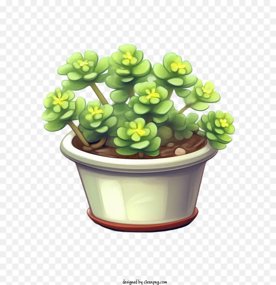 Suculento，Aeonium Suculenta PNG