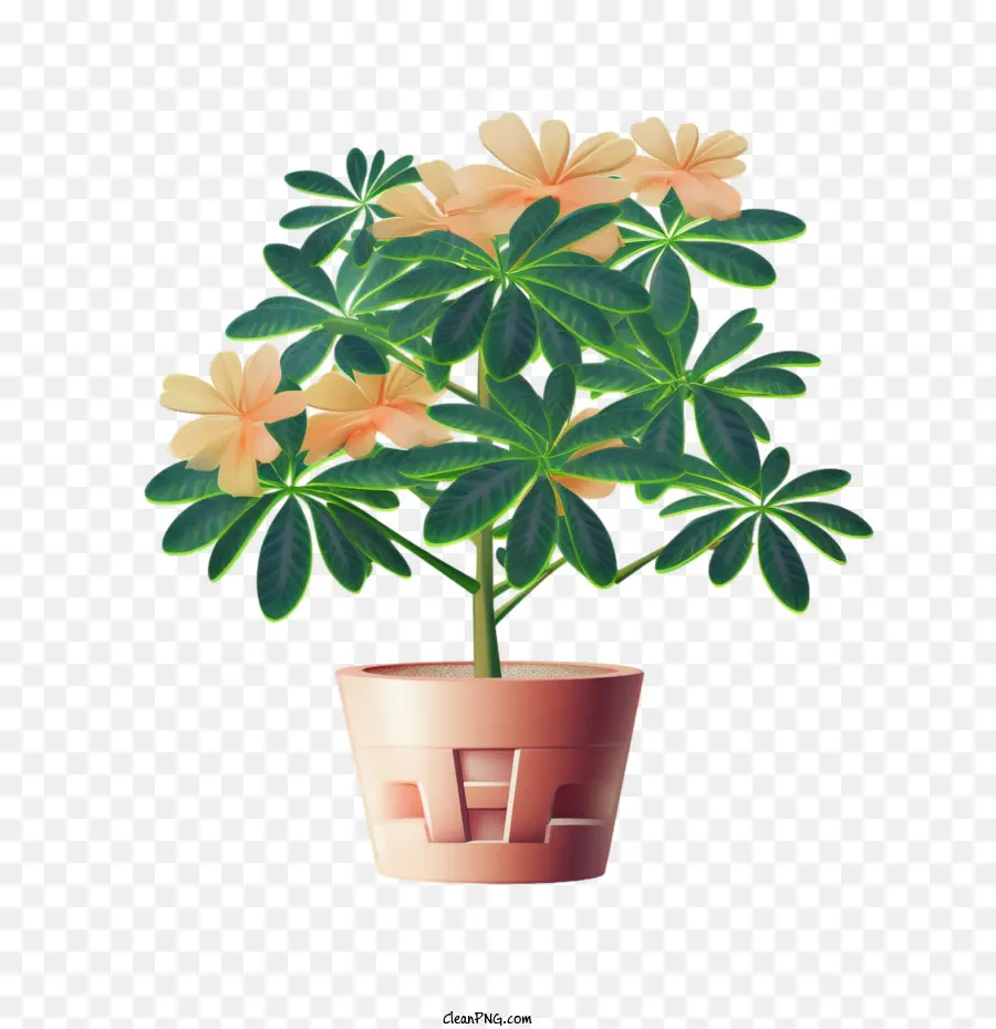 Planta De Schefflera，Planta PNG