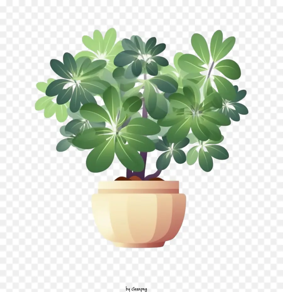 Planta De Schefflera，Planta PNG