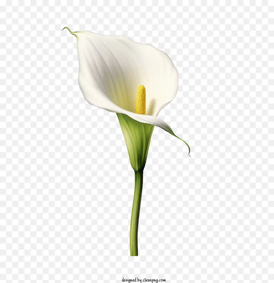 Calla Lily，Flor Blanca PNG