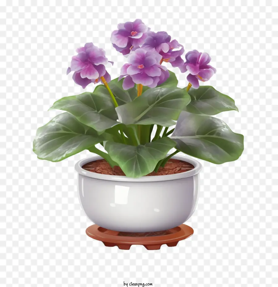 Violeta Africana，Plantar En Una Maceta PNG