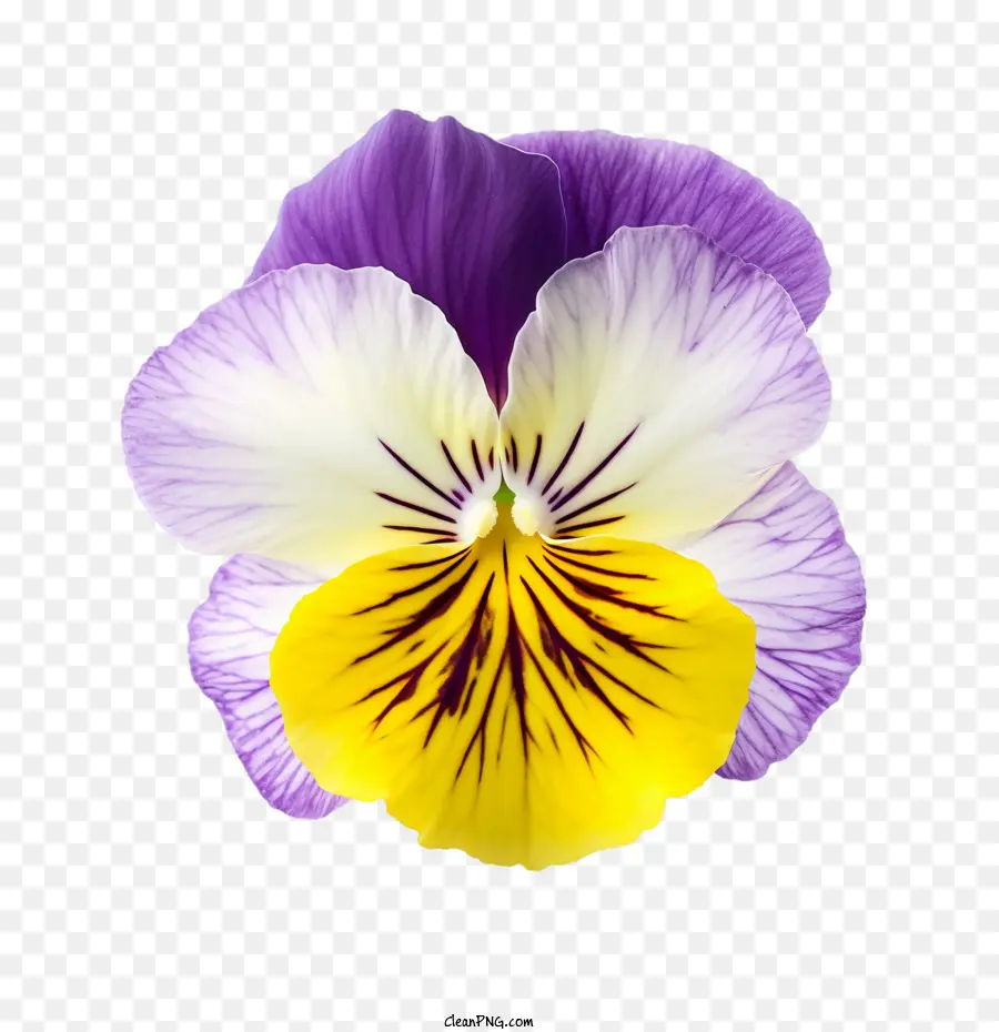 Pansy Flor，Flor PNG