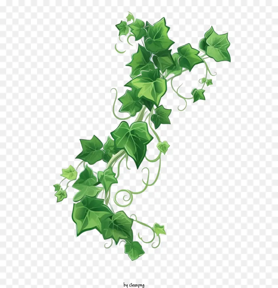 Planta De Hiedra，Hiedra Verde PNG