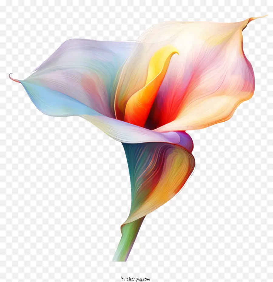 Lirio De Cala，Flor Transparente PNG