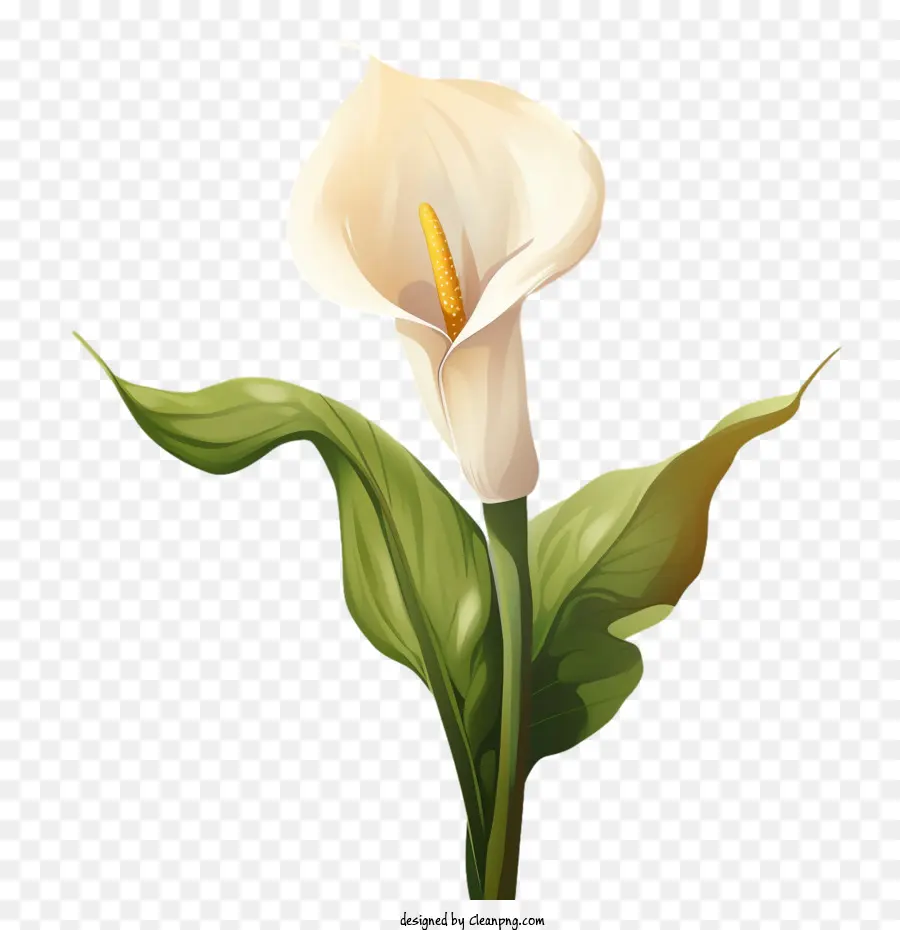 Calla Lily，Flor Blanca PNG