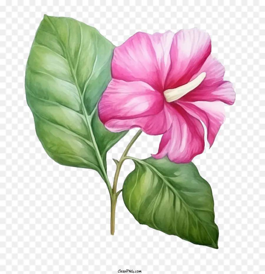 Flor，Flor Rosa PNG