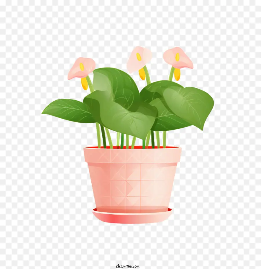 Planta De Anturium，Planta En Maceta PNG