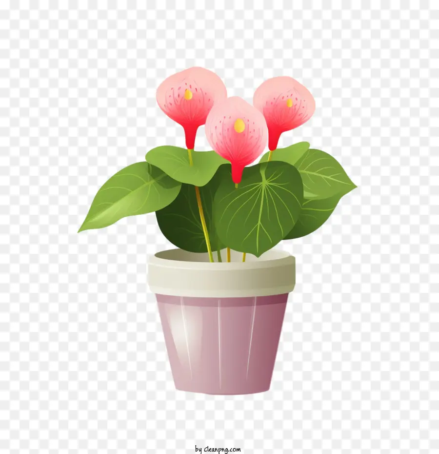 Planta De Anturium，Flores De Color Rosa PNG