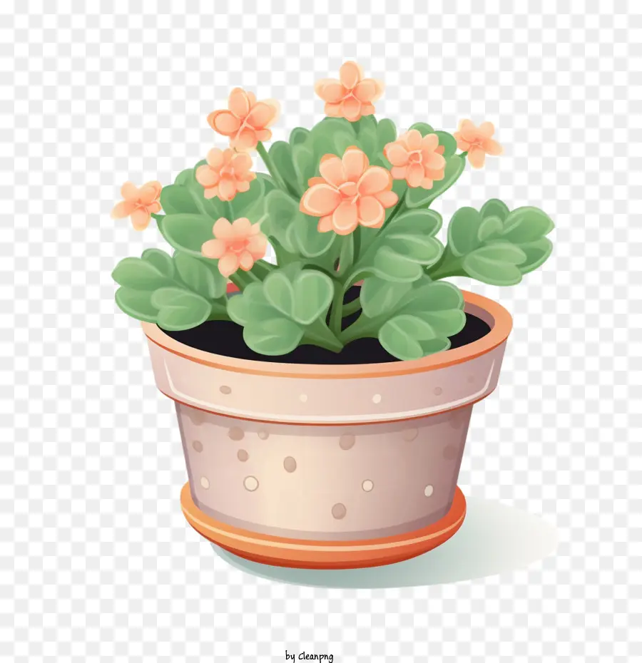 Planta Kalanchoe，Planta En Maceta PNG