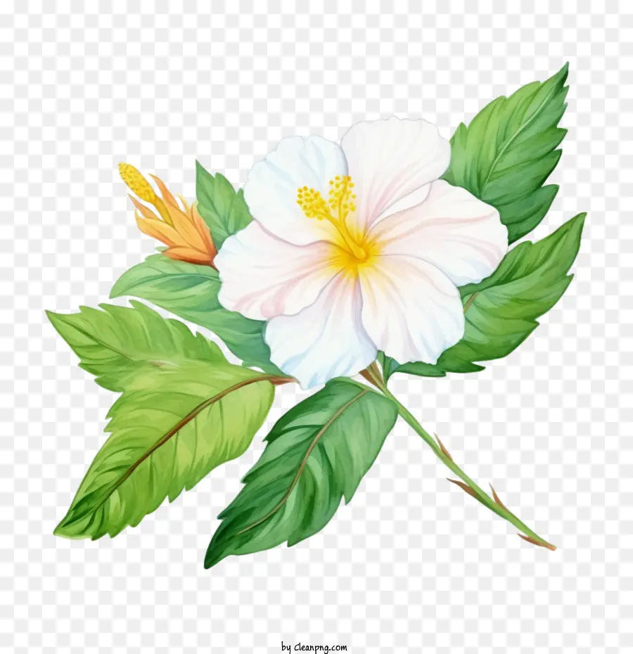 Flor，Flor De Hibisco Blanco PNG