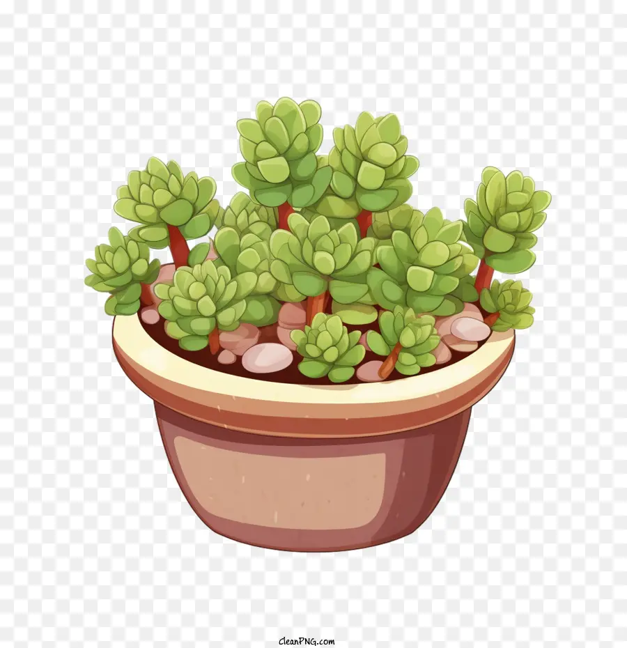 Bestionmy Brups，Planta PNG