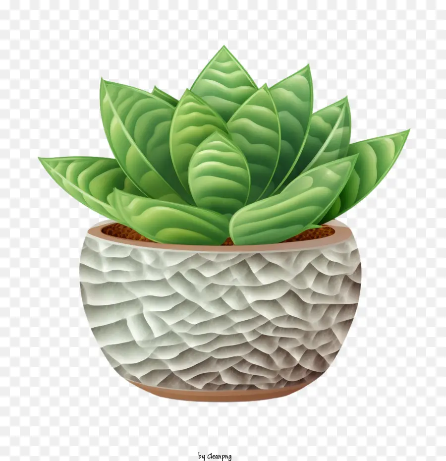 Fasciado Haworthia， PNG