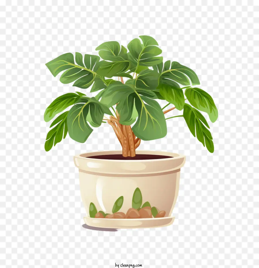 Tree Philodendron Plant，Planta PNG