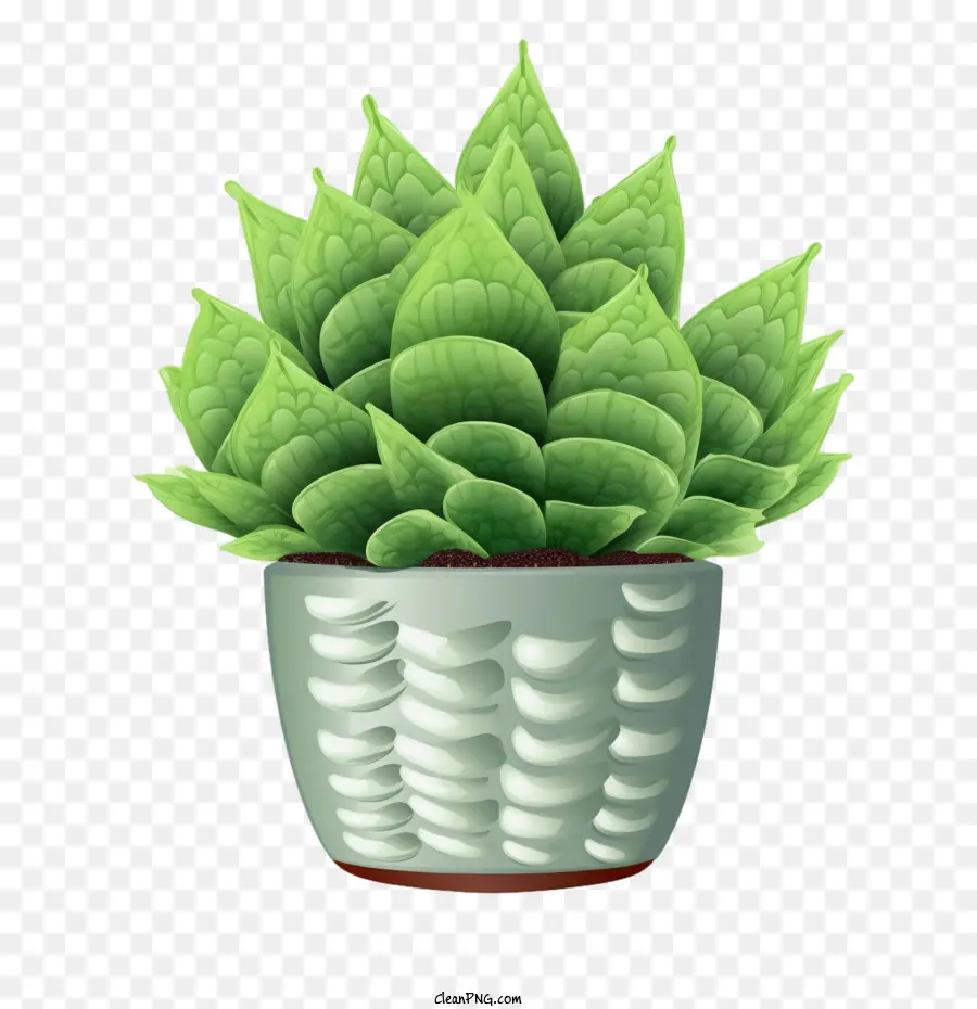 Planta De Haworthia Cymbiformis，Planta En Maceta PNG