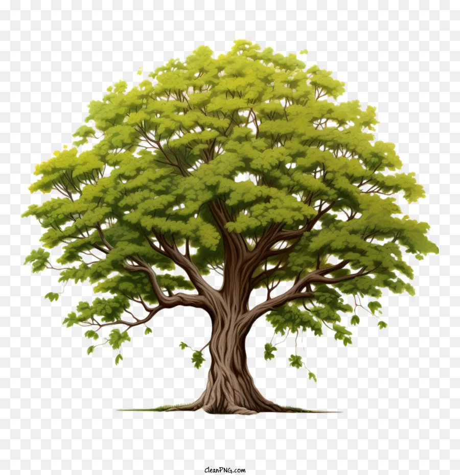 Arce，Árbol PNG