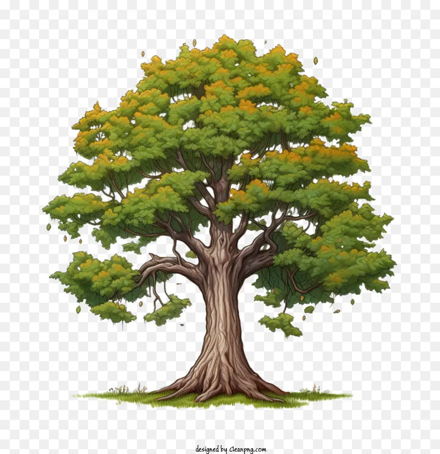 árbol De Arce，Árbol PNG