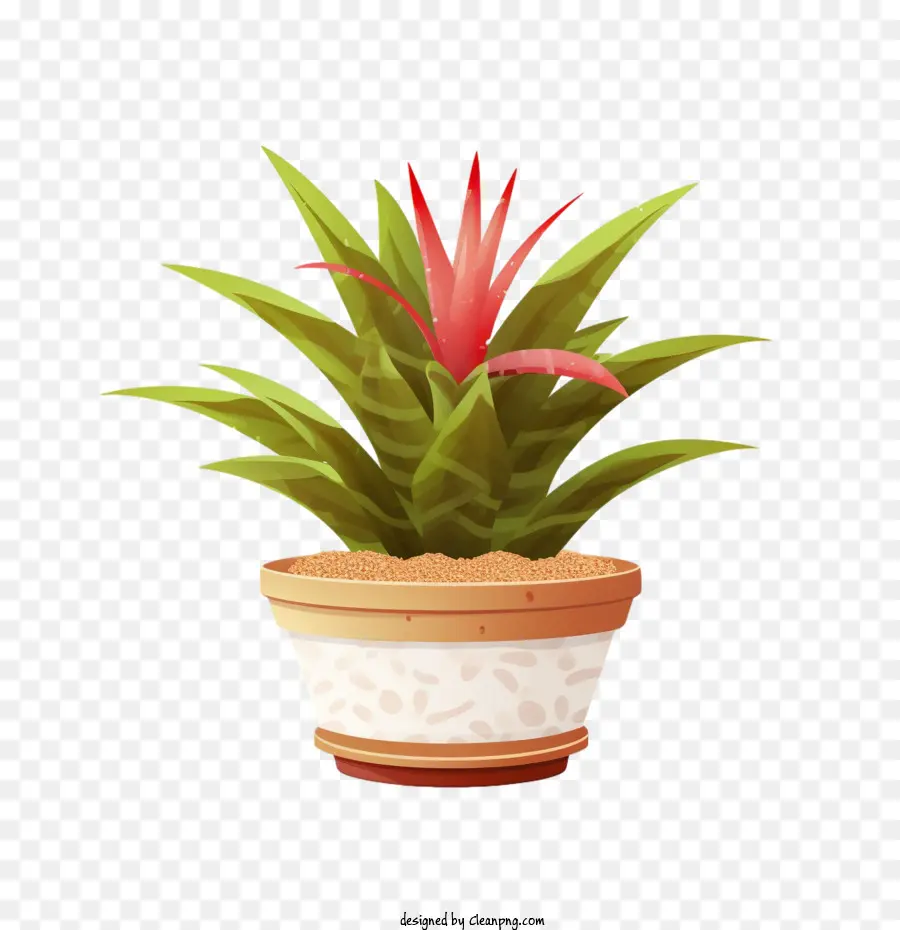 Bromelia，Planta PNG