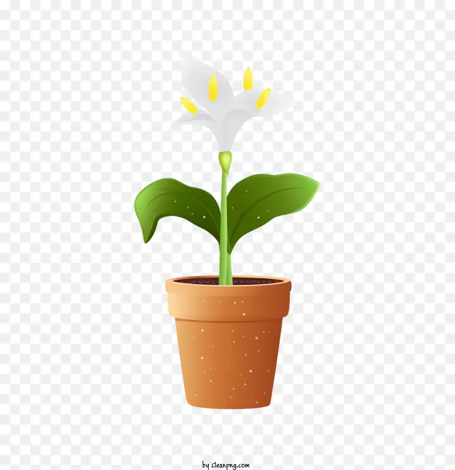 Calla Lily Flor，Flor PNG