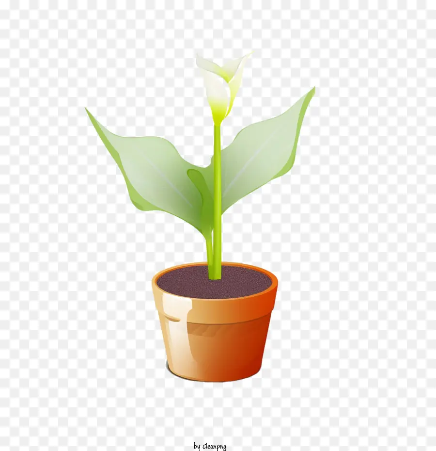 Calla Lily Flor，Planta PNG