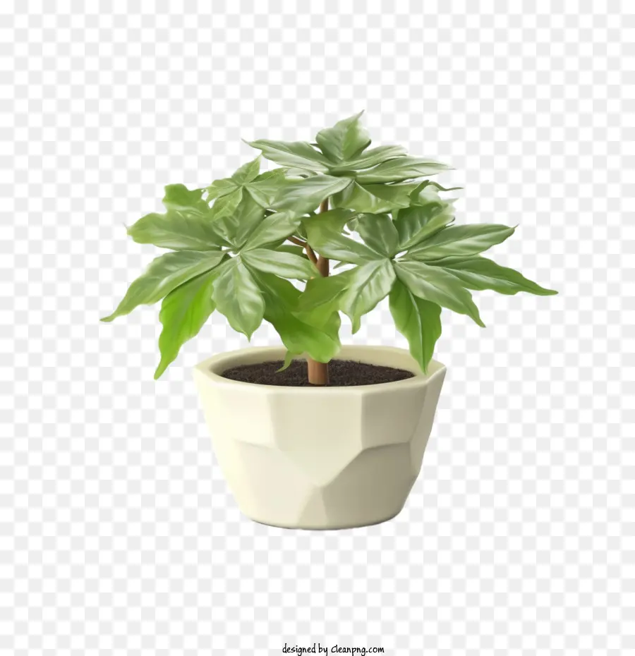 Fatsia Japonica，Planta PNG