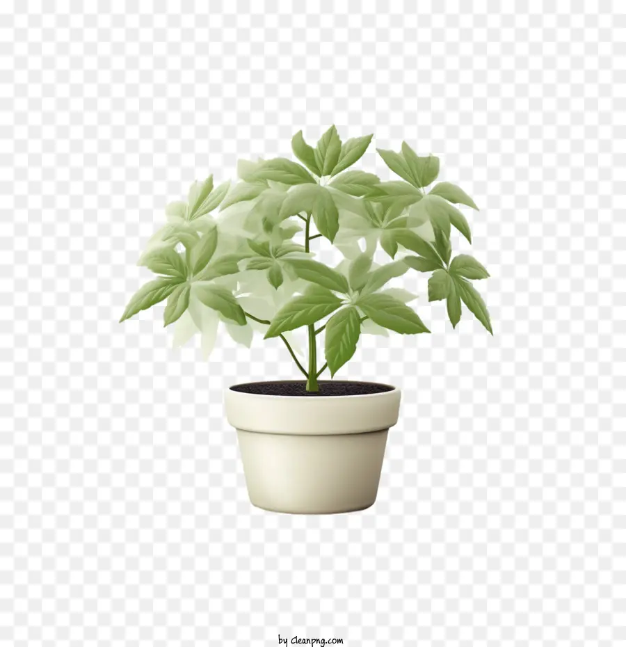 Fatsia Japonesa，Planta En Maceta PNG