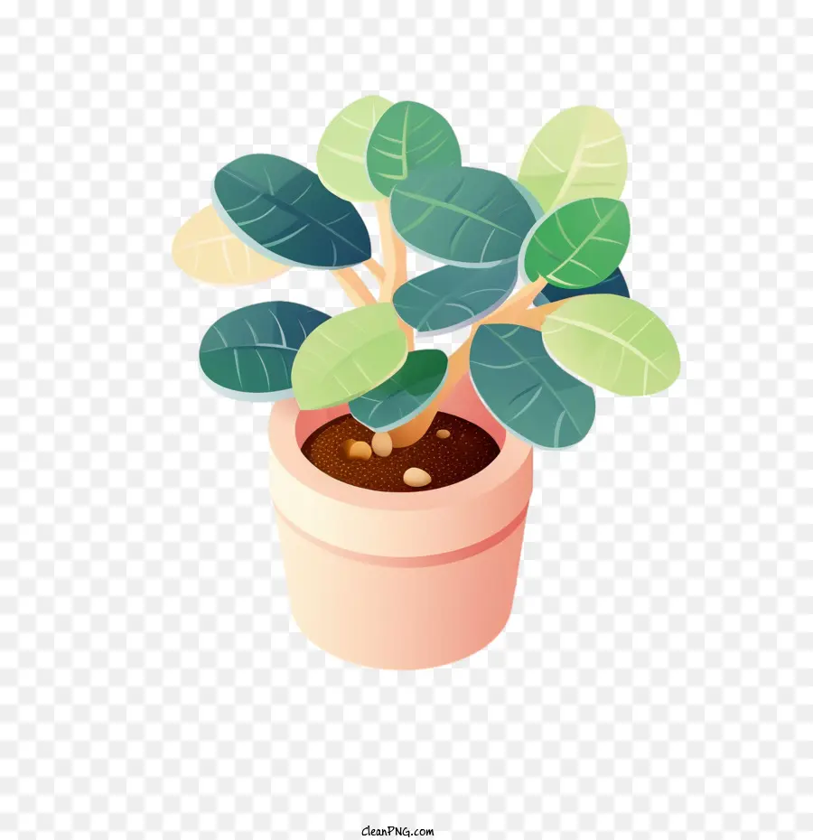 Planta De Caucho，Planta En Maceta PNG