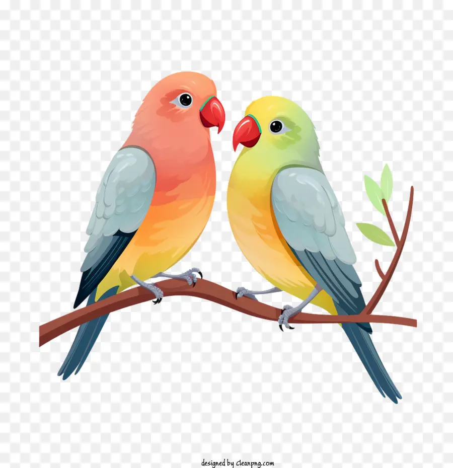 El Amor De Los Pájaros，Loro PNG