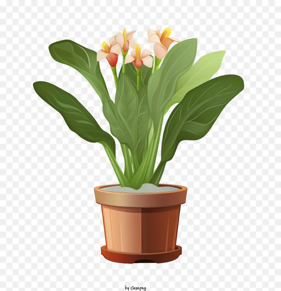 Planta Canna Lilly，Planta En Maceta PNG