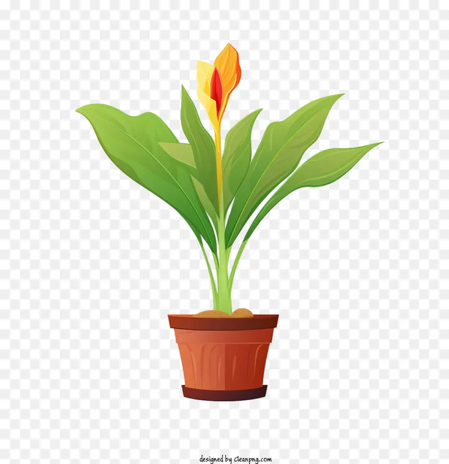 Planta De Lirio Canna，Planta En Maceta PNG