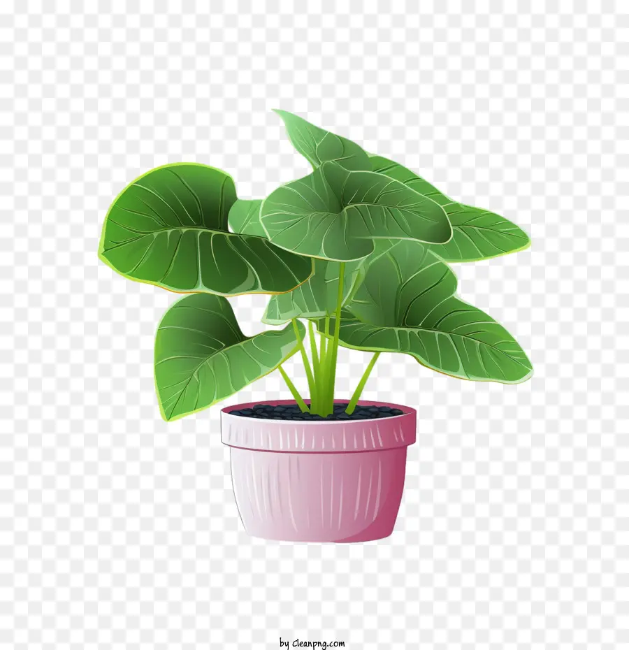 Planta De Alocasia，Planta En Maceta PNG