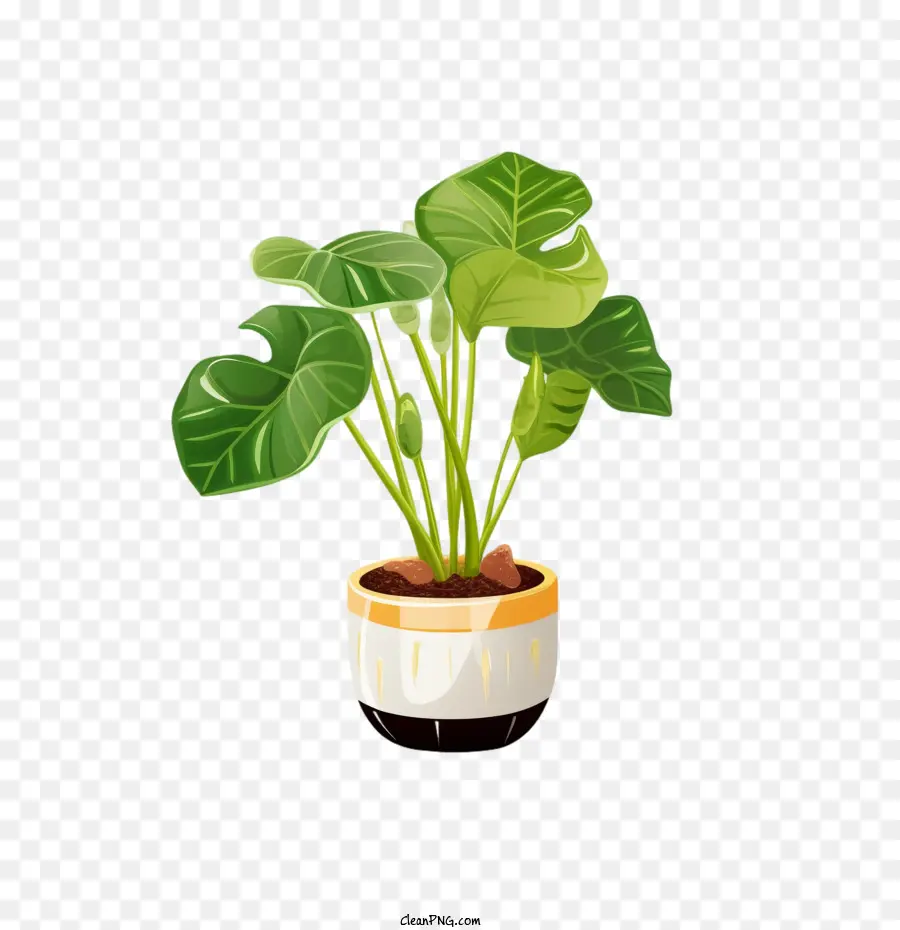 Planta De Alocasia，Planta PNG