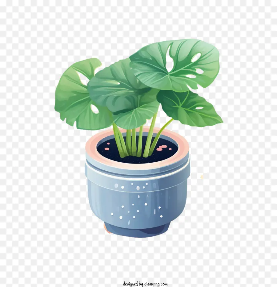 Planta De Alocasia，Bote PNG