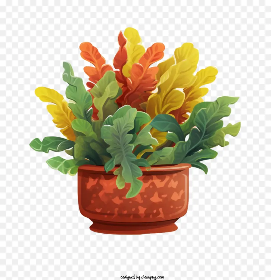 Planta De Crotones，Planta PNG