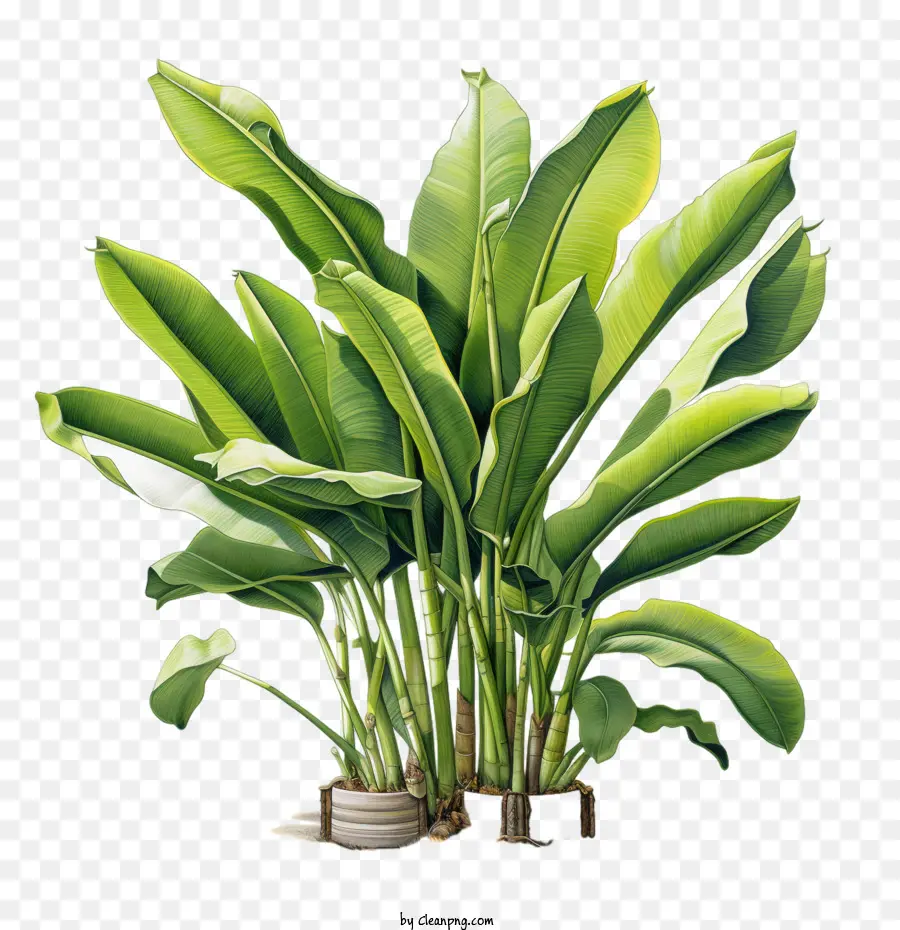 árbol De Banana，Planta De Banana PNG