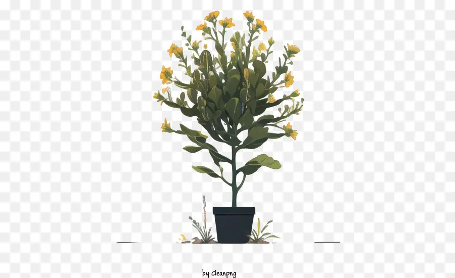 Planta，Amarillo PNG