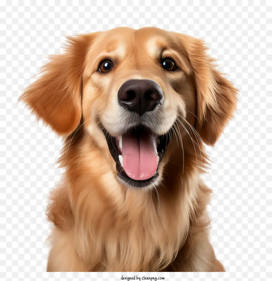 Día De La Foto De Mascota，Perro PNG