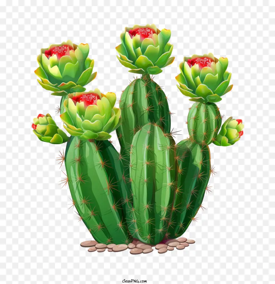 Cactus，Suculentas PNG