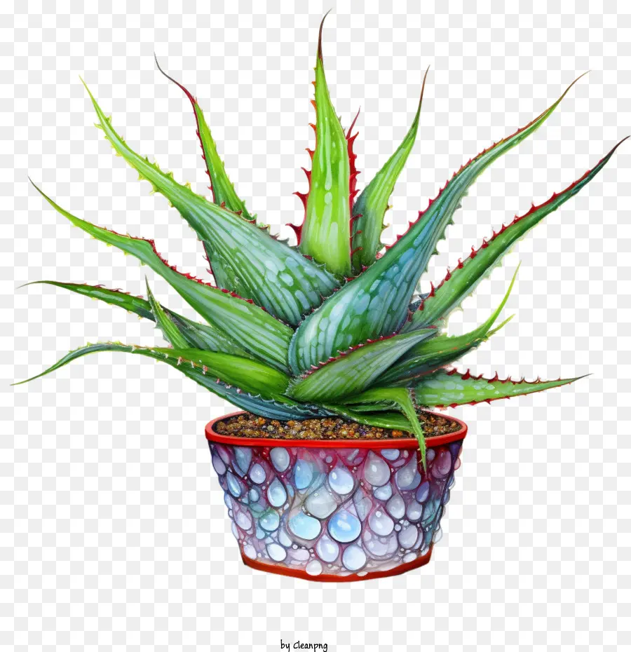 Aloe Vera，Planta PNG