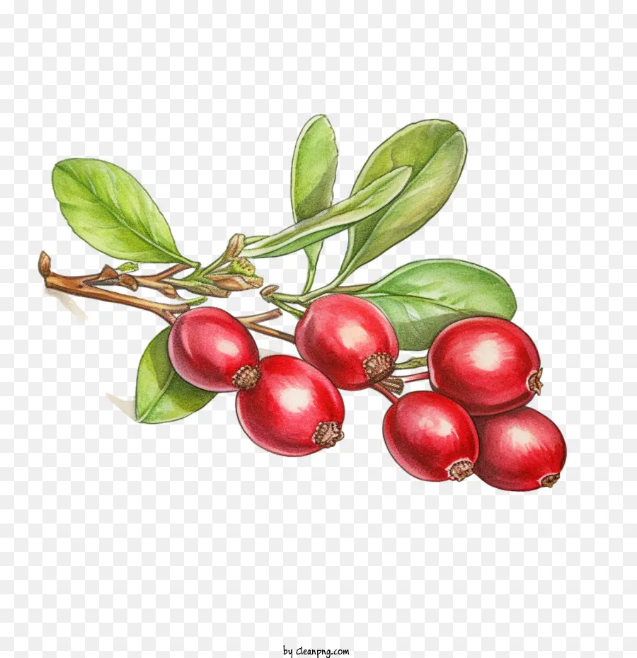 Cranberries，Bayas Rojas PNG