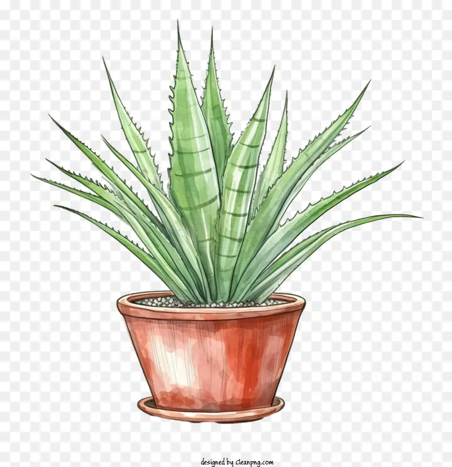 Aloe Vera，El Aloe Vera Plant PNG