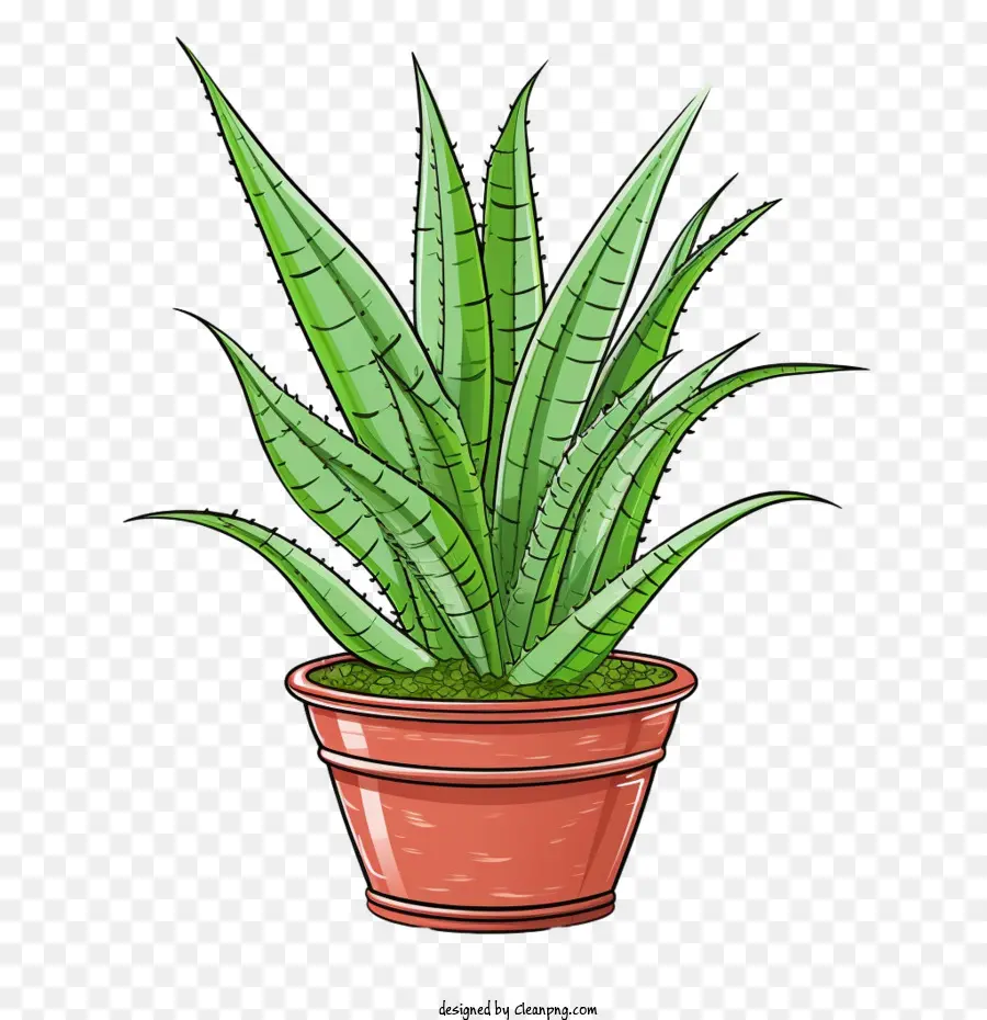 Aloe Vera，Planta PNG