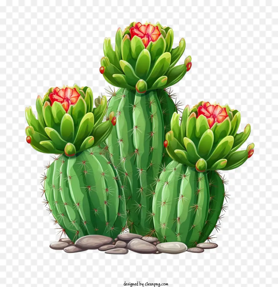 Cactus，Verde PNG