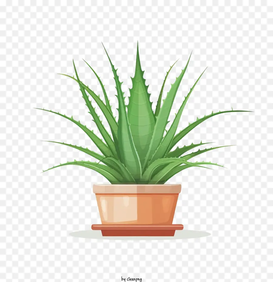 Aloe Vera，Planta PNG