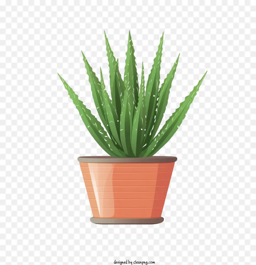 Aloe Vera，Aloe PNG