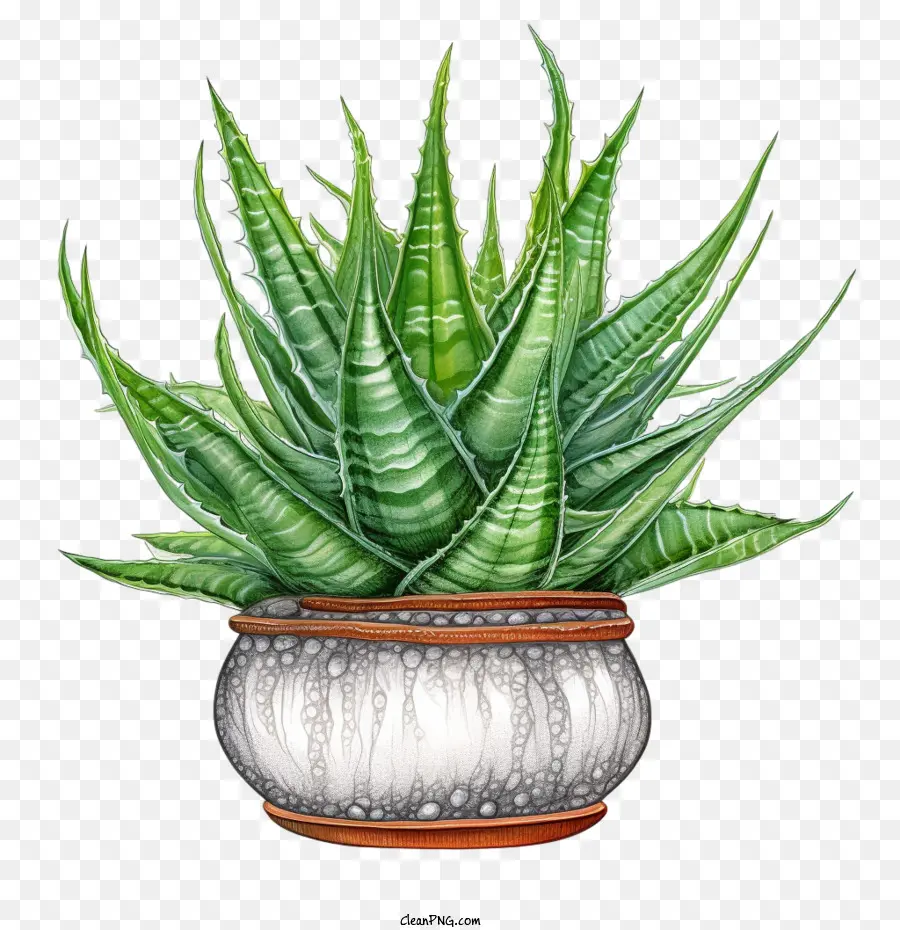 Aloe Vera，Suculentas PNG