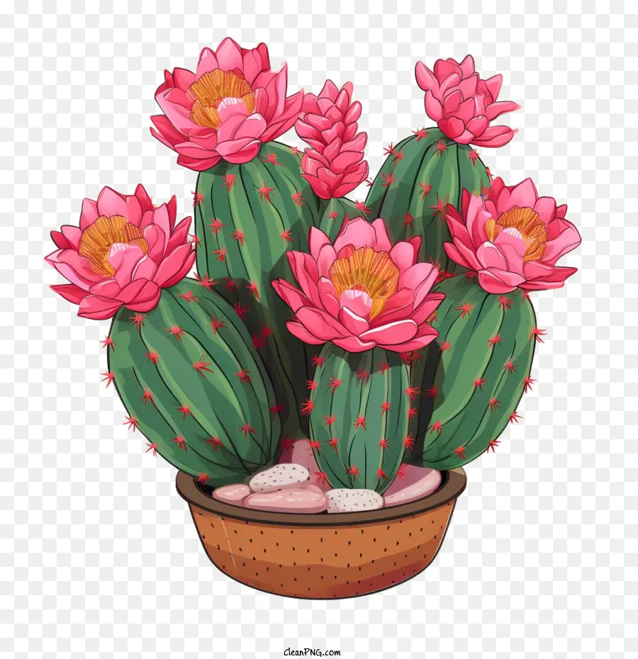 Cactus，Planta PNG